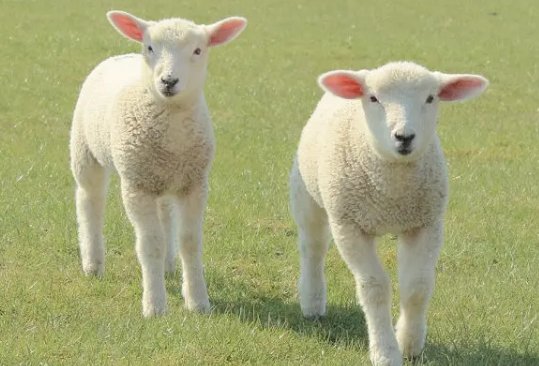 双喜临门打一正确生肖