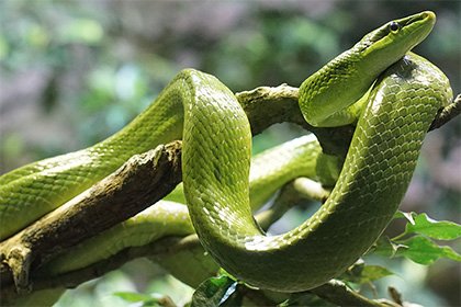 家里来蛇有什么预兆家里进蛇的真正预兆