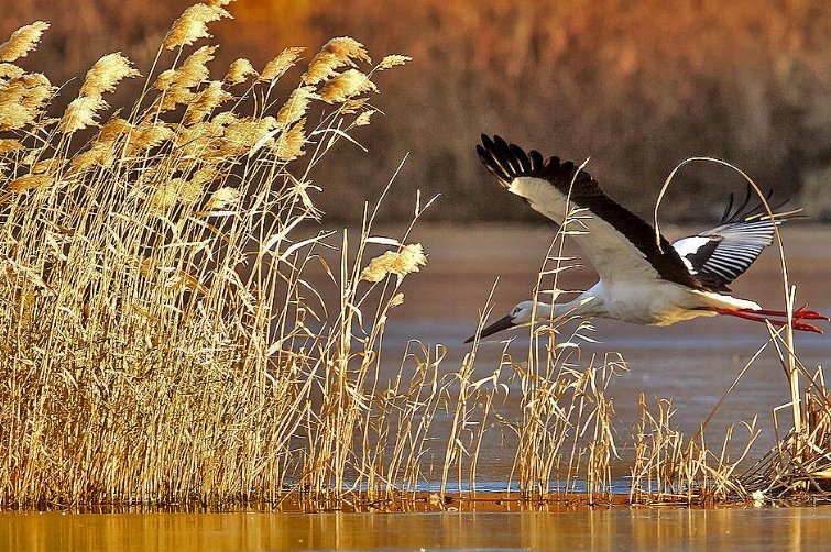 古代的落草是什么意思