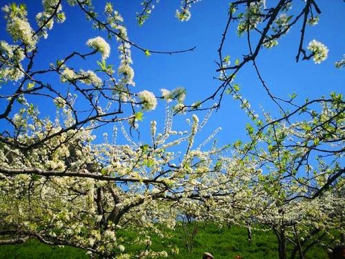 四季之美的原文是什么?