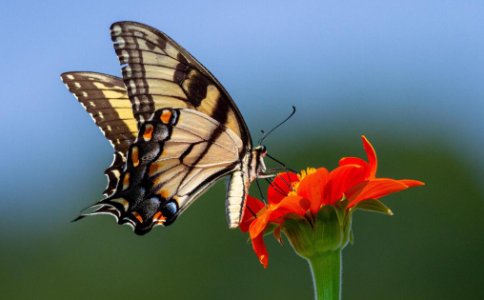 描写蝴蝶飞舞的优美句子