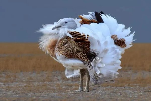 老鸨的意思是什么_读音拼音如何_怎么解释