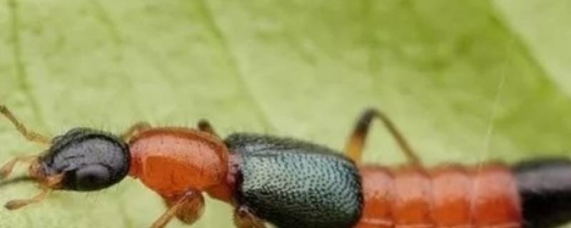 怎么预防隐形虫？