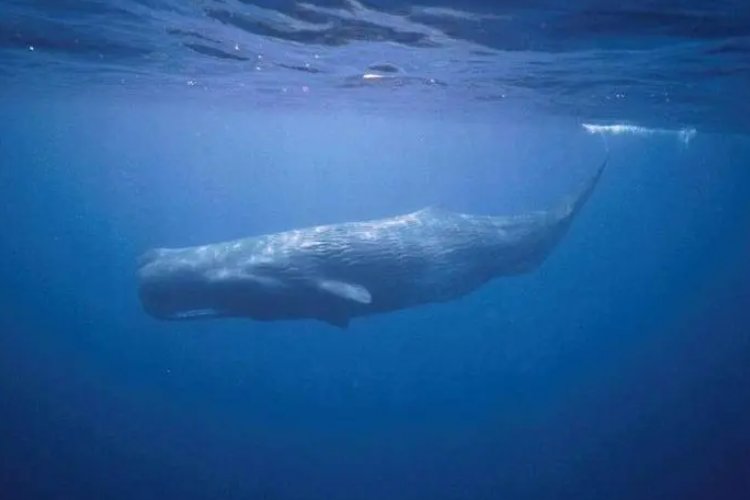 世界十大深海巨兽是哪十大？