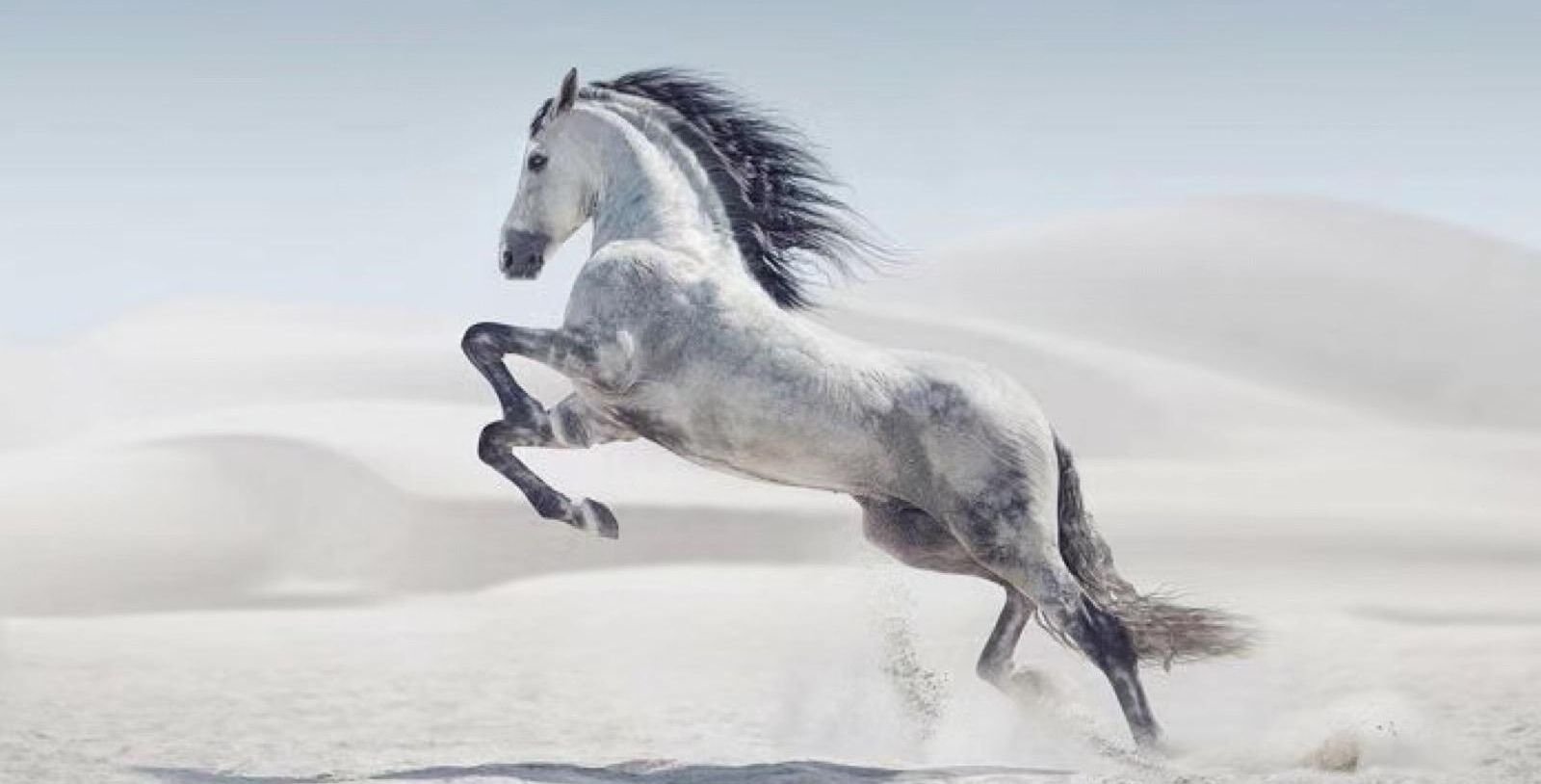 金戈铁马指什么生肖