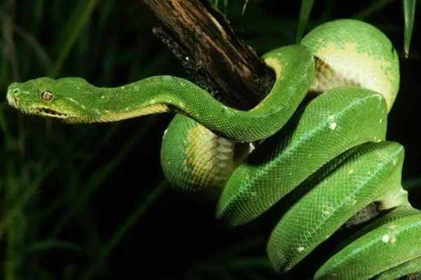 灭门之祸打一个准确生肖动物