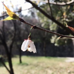 湖北民族学院彼岸社区的彼岸基本法