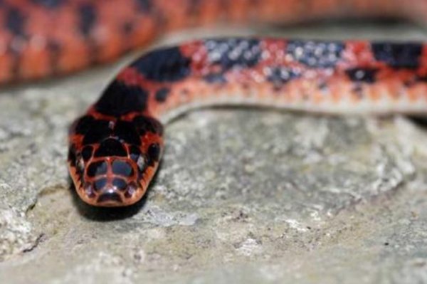 红色的蛇叫什么蛇，有毒吗？