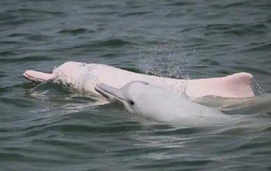 人类最想复活的动物