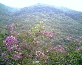 封门村的异常情况