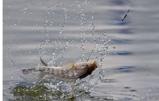 梦见鱼是什么意思有什么预兆 5种要发财的征兆