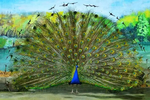 孔雀开屏是什么意思？