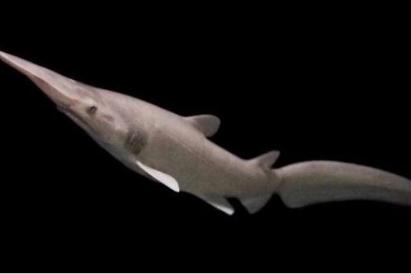 十大变异鲨鱼排行榜