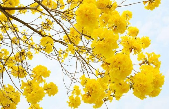 妖艳代表什么意思