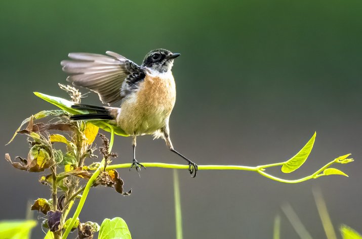 古代的落草是什么意思