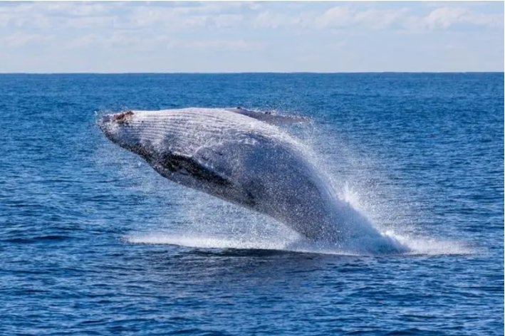 用游来游去造句