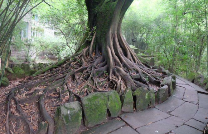 老树盘根的意思是什么？