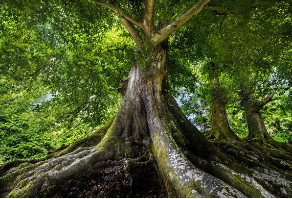 根壮叶茂解一生肖