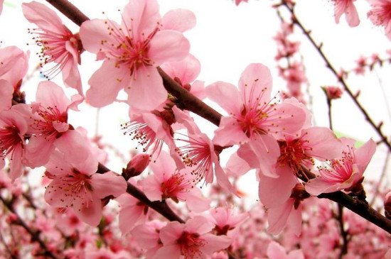 桃子的爱情含义是什么