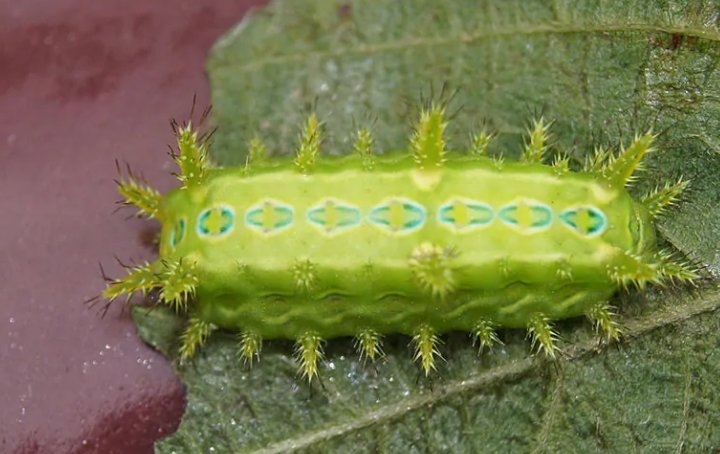 仓鼠吃的坦克虫学名是什么？