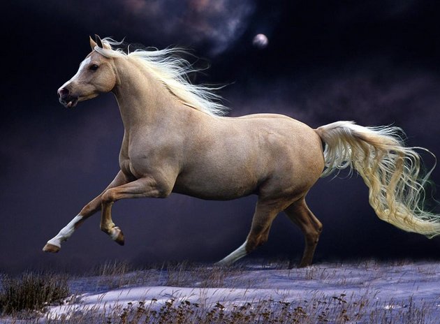 为什么要阉割马?有哪些原因？