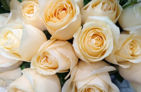 香槟玫瑰为啥不能随便送人