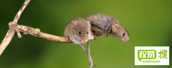 杀声四起是什么生肖