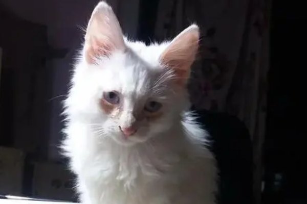 丢眉丢眼是什么意思啊