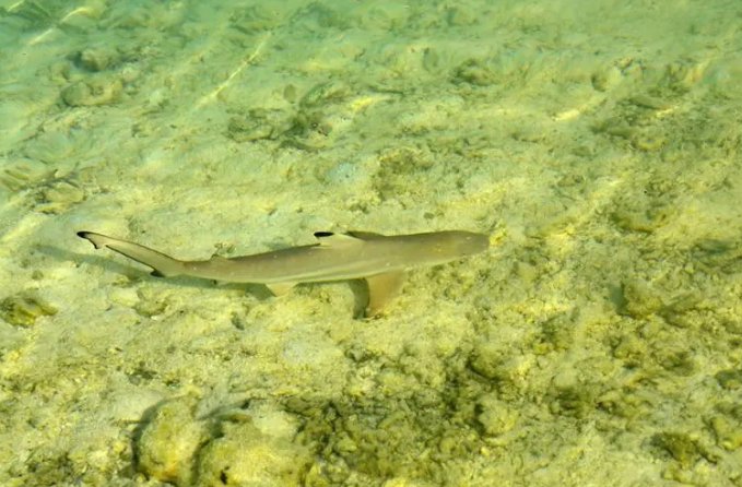 十大变异鲨鱼排行榜