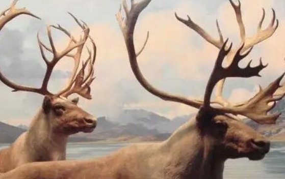 人类最想复活的动物