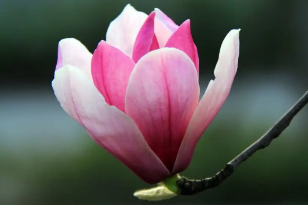 冰心诗集《繁星》里最短的是什么诗？