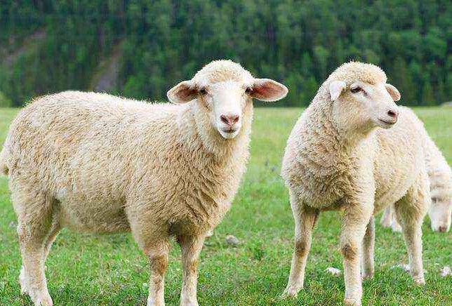 sheep是什么意思英语