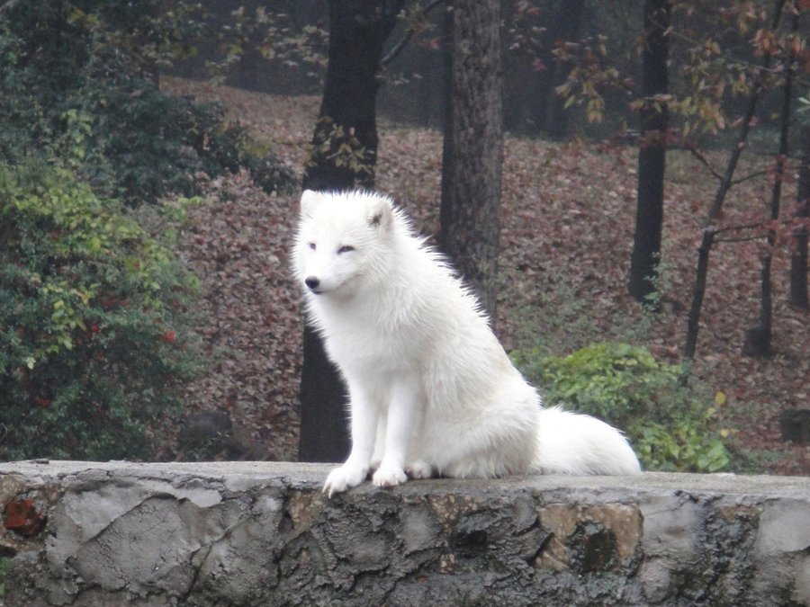 晚上看见白狐狸是什么征兆