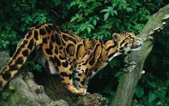 人类最想复活的动物