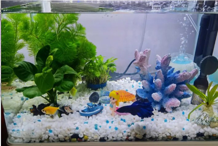 用游来游去造句