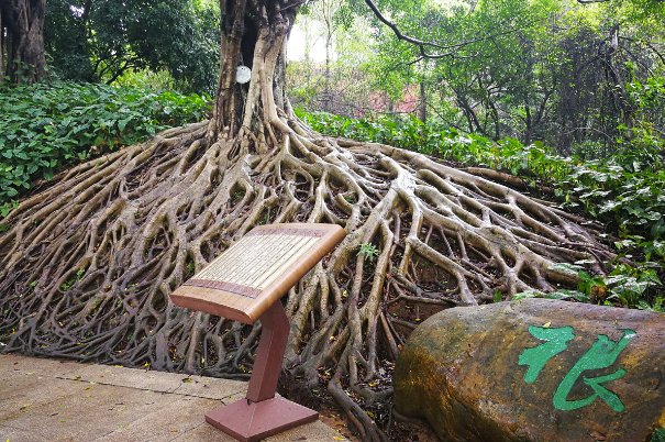 根壮叶茂解一生肖