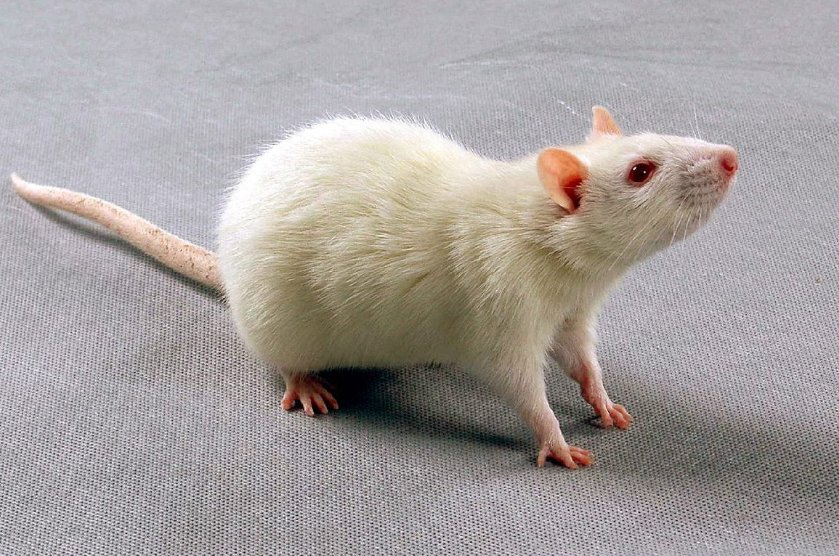 惊人之举指什么动物