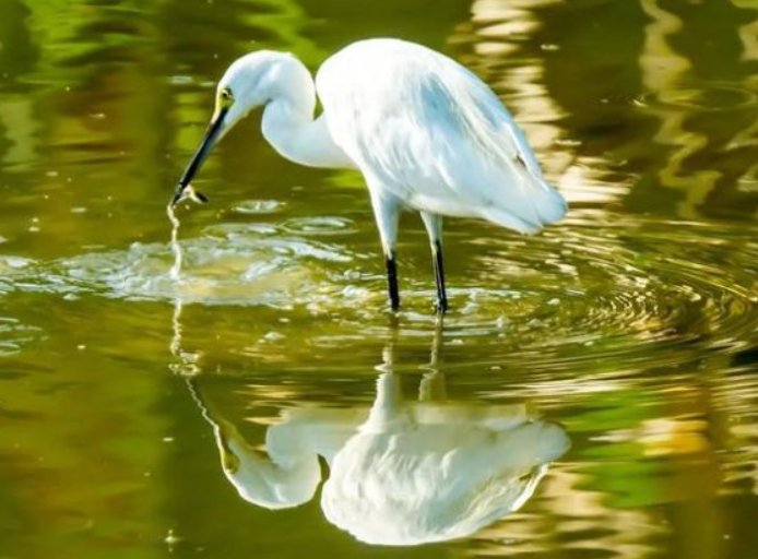 egret是什么意思英语