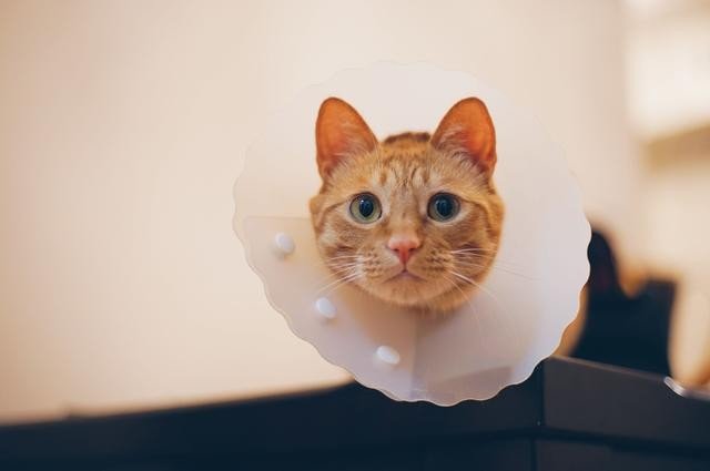 “馋猫”，为什么用“猫”字？