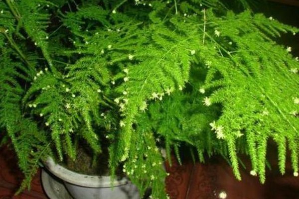 为什么家里不能养文竹