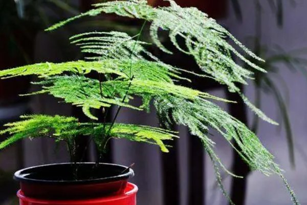 为什么家里不能养文竹