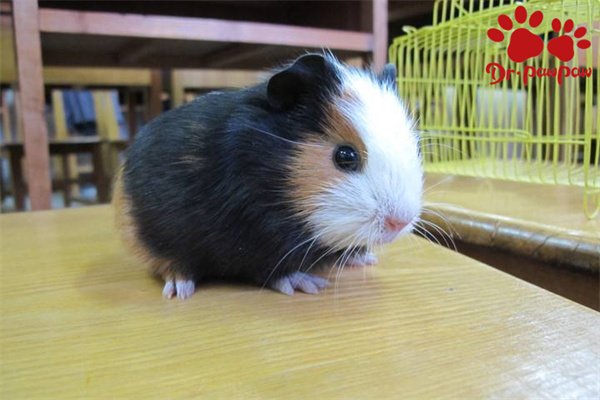 荷兰猪为什么咬人？