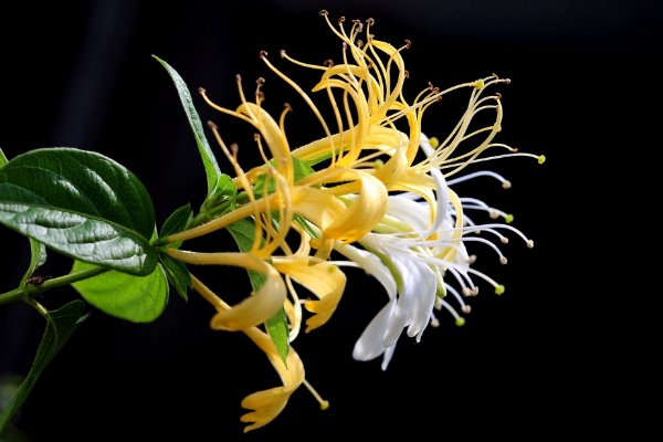 金银花露下厨房是什么意思