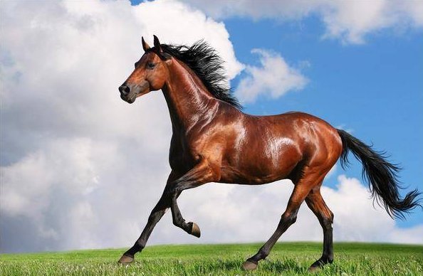 江湖艺人什么动物