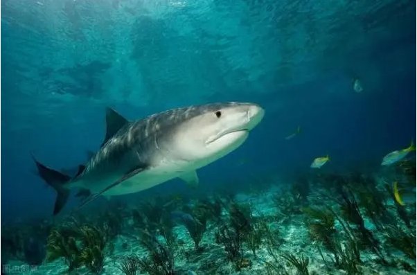 十大变异鲨鱼排行榜