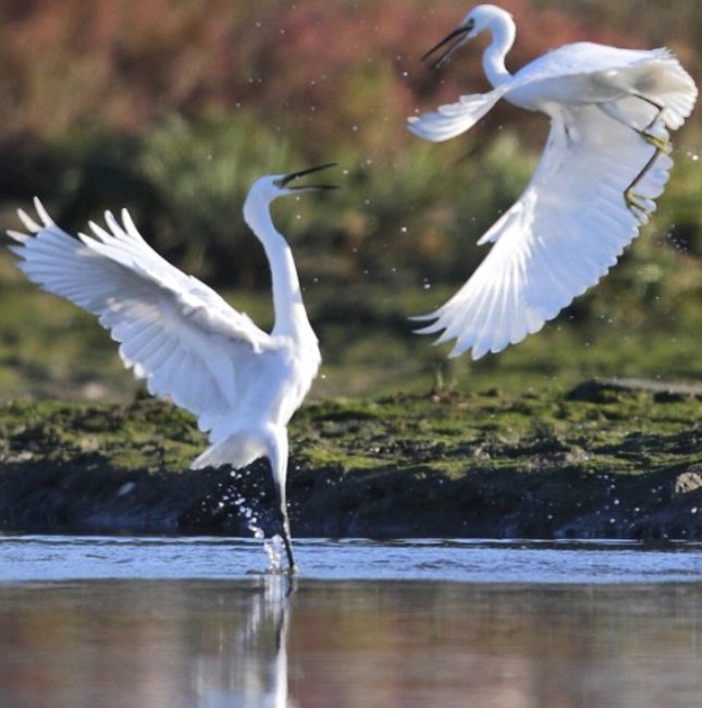 egret是什么意思英语