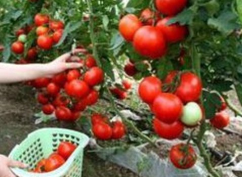 采摘是什么意思