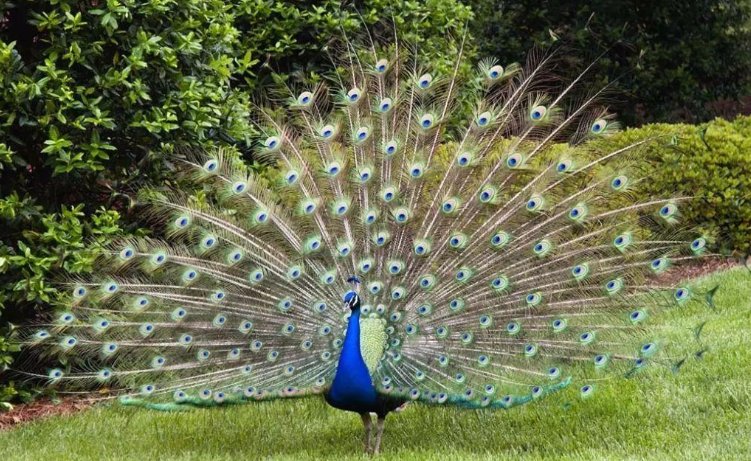 小姐说的孔雀开屏是什么？