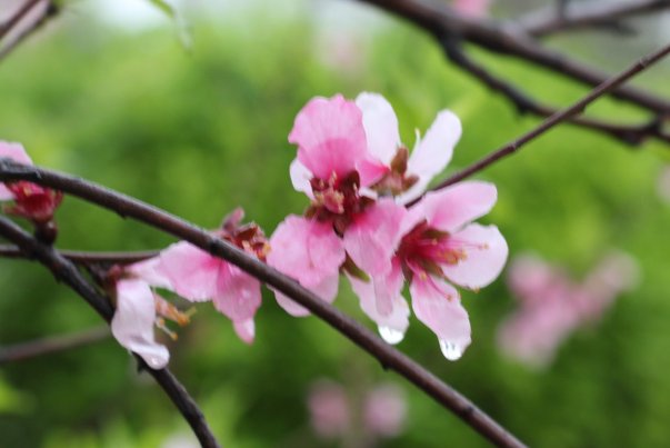 春风细雨形容什么生肖