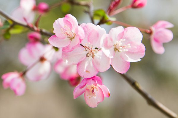 为什么说海棠花不吉利